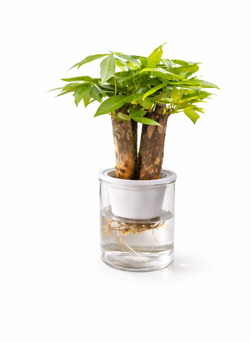 بلانت نبتة شجرة المال الداخلية مع وعاء ذاتي الري | نبات الباتشيرا أكواتيكا الطبيعي | نبتة الحظ للمنزل والمكتب | نبات منزلي أخضر مزخرف - Image 2